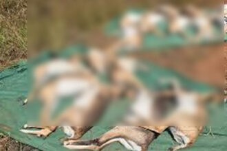 blackbucks blackbucks blackbucks