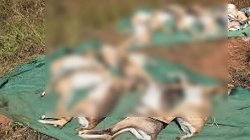 ಕಿತ್ತೂರು ಚನ್ನಮ್ಮ ಕಿರು ಮೃಗಾಲಯದಲ್ಲಿ ಕೃಷ್ಣಮೃಗಗಳ ಸಾವಿನ 31ಕ್ಕೆ ಏರಿಕೆ 1 blackbucks blackbucks blackbucks