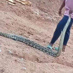 Python Python Python