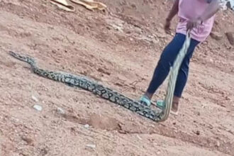 Python Python Python