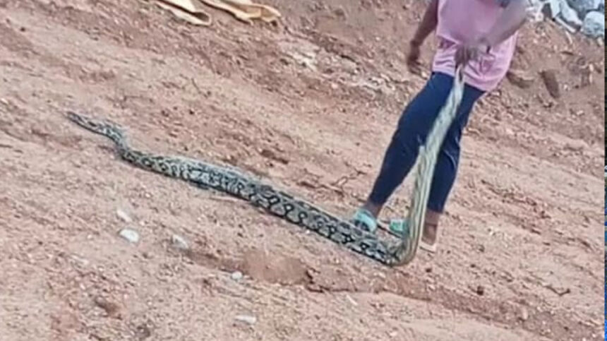 Python Python Python