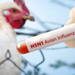 H5N1 H5N1 H5N1