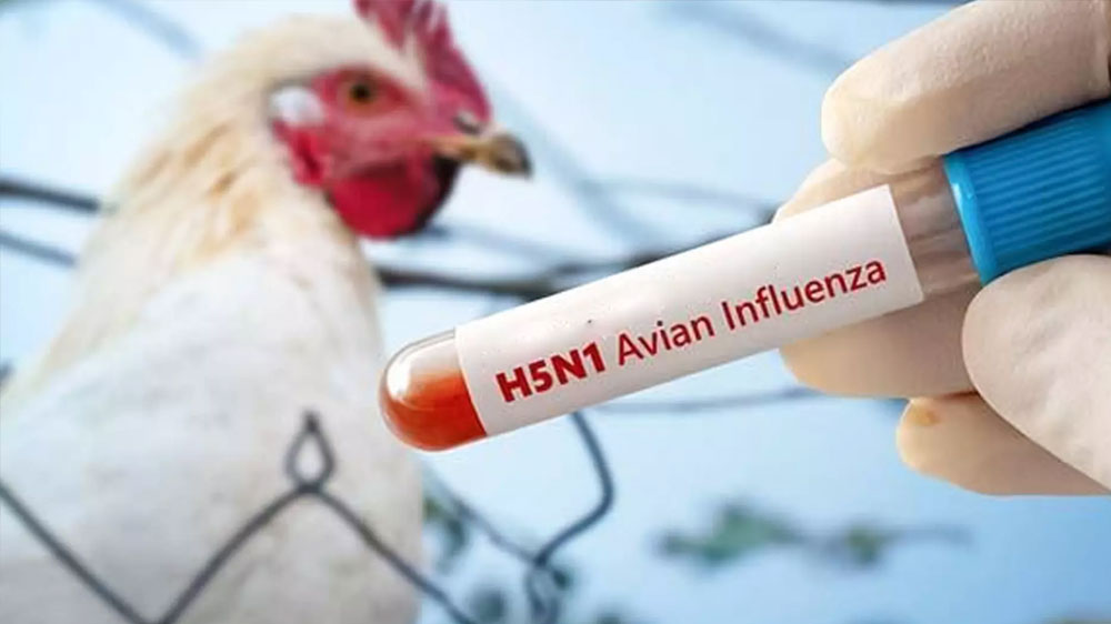 H5N1 H5N1 H5N1