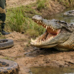 Snakes Snakes Snakes