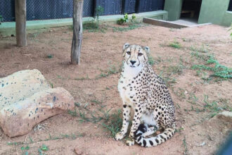 cheetah